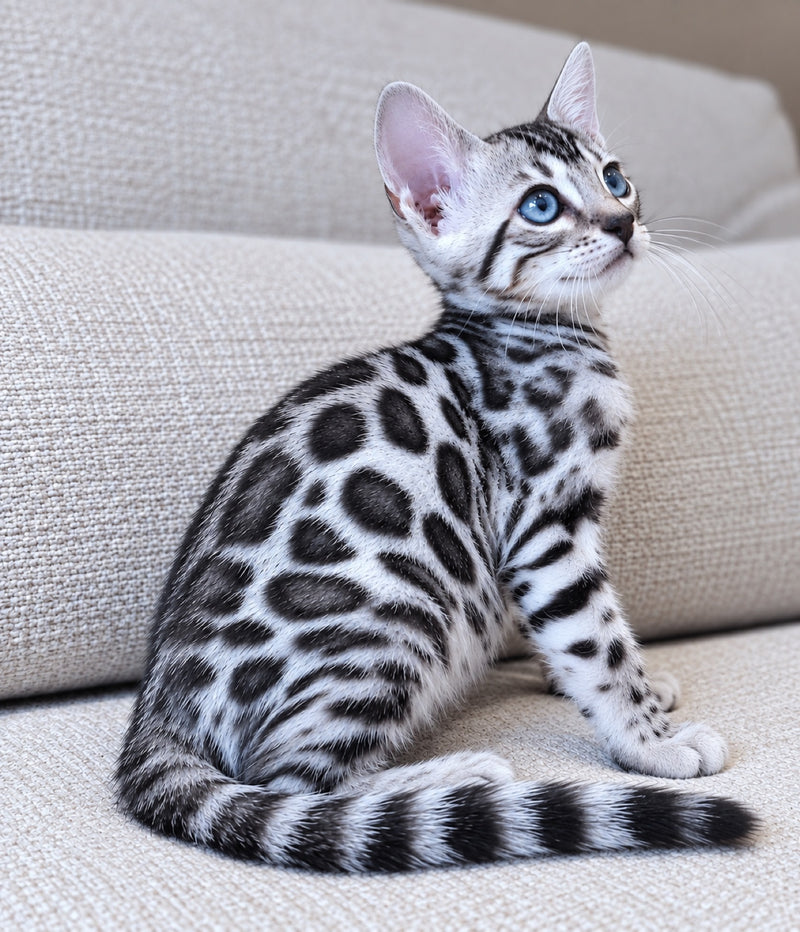 Silver Bengal kitten at Bimini Cats